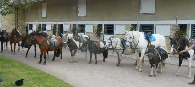 haras poneys